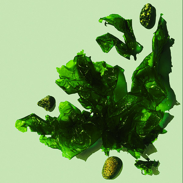 Seaverde-Logo-Farbe